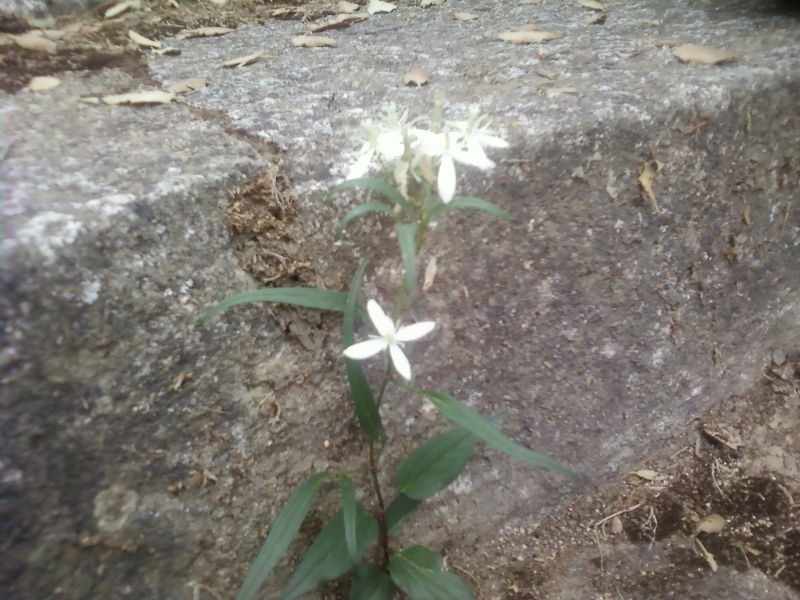 Clematis armandii